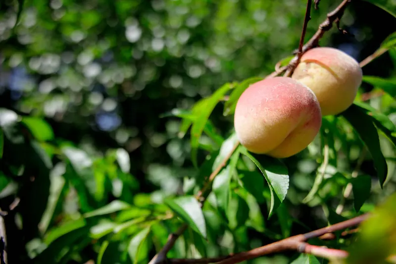 Livadă – fructe de vară
